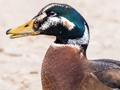 Mallard x Common Eider hybrid